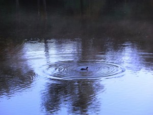 ripples-on-a-pond-3739